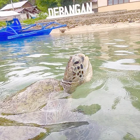 BARANGAY Debangan is a well-known tourist destination for green sea turtles.