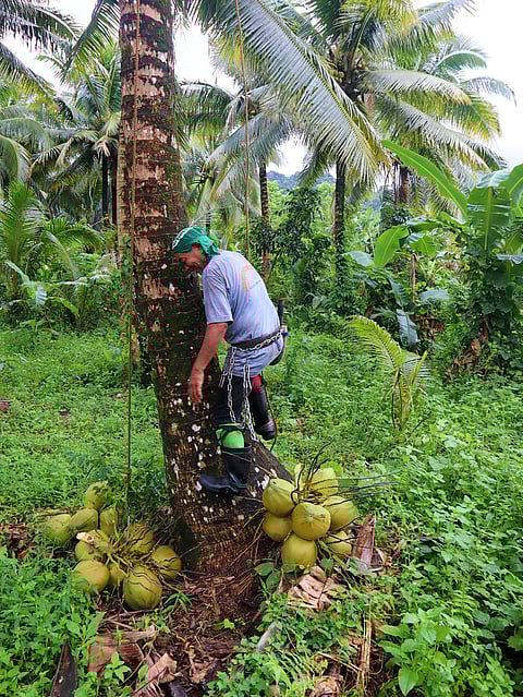 A COCONUT farmer collects coconuts in the province of Aurora. The Provincial Government and the Philippine Crop Insurance Corporation (PCIC) have signed a MOA on crop insurance to protect farmers like him from calamity and other natural disasters