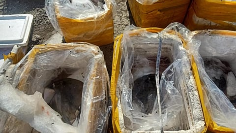 Photograph courtesy of Dr. Alice Utlang