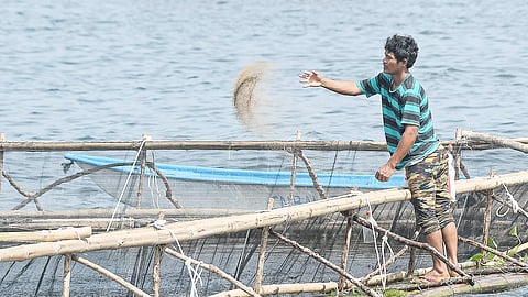 A worker tosses feed into a fish cage on Taal Lake in Laurel, Batangas on Thursday. The daily routine sustains both the local aquaculture industry and the lakeside communities that rely on it.