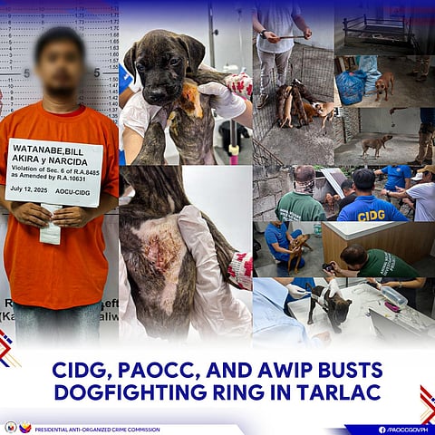 THREEE dogs were rescued from a dogfighting groomer inside his residence in Barangay Motrico in this town on July 12, 2025.