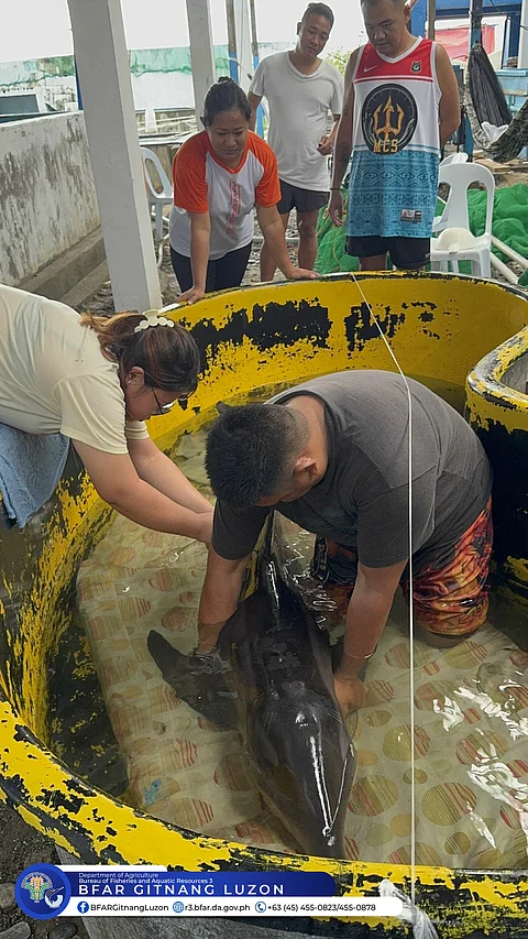 RESCUERS take care of a rough-toothed dolphin that was rescued by local government agencies along the shore of a beach resort in Iba, Zambales. The Bantay Dagat of Iba, the Philippine National Police Maritime Group (PNP-MG), and the Philippine Coast Guard (PCG) found and reported the said dolphin, prompting the BFAR3’s Fisheries Law Enforcement team to assist.