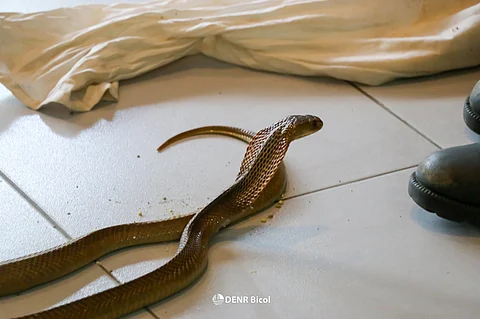 A juvenile Northern Philippine Cobra (Naja philippinensis) that was turned over to DENR Bicol.