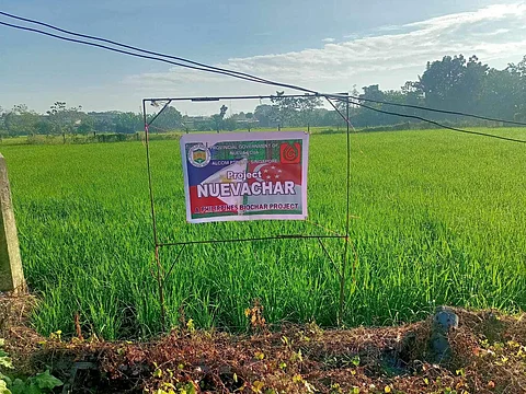 One of the farms that uses Nuevachar in San Isidro, Nueva Ecija.