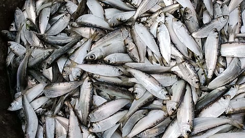 TAWILIS
