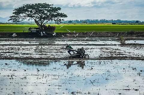 Farmers in seven regions across the country suffered losses as a result of tropical storm ‘Crising’ totaling as much as P134.66 million as of Tuesday morning, up sharply from the P96.9 million reported just a day earlier.