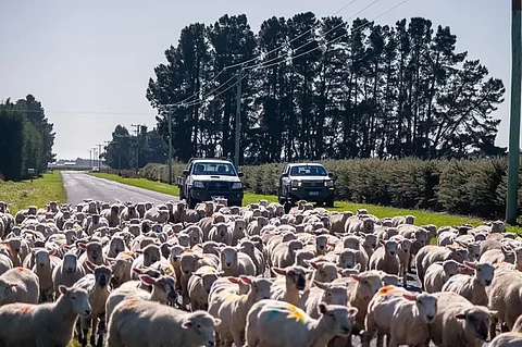 Kiwi farmers cry 'save our sheep'