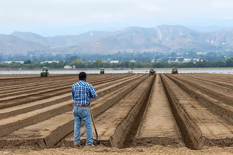 A MAN stands near tractors and farmworkers on a strawberry field in Oxnard, California, on 14 July 2025. Lisa Tate, whose family has been farming in Ventura County since 1876, fears that the crackdown on illegal workers, far from addressing the problems of this vital agricultural region north of Los Angeles, could 'dismantle the whole economy' and put the country's food security at risk.