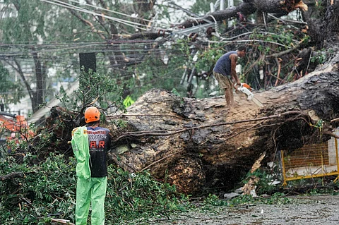 Workers try to remove the giant acacia tree that fell upon a famous and iconic restaurant at the heart of the City Plaza in La Union due to the typhoons.