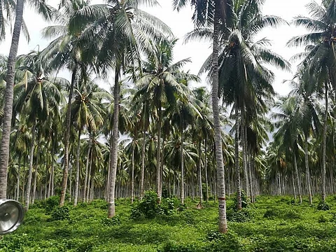 Albay solon praises Marcos for food security, coco levy amendment focus