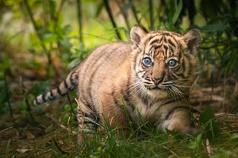 Celebrating International Tiger Day!