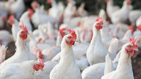 DA reopens Australian poultry imports