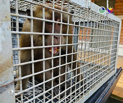 An endangered Philippine long-tailed macaque (Macaca fascicularis philippensis) was rescued by a resident who turned it over to the authorities this week.