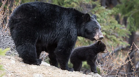 Bear attacks woman, 73