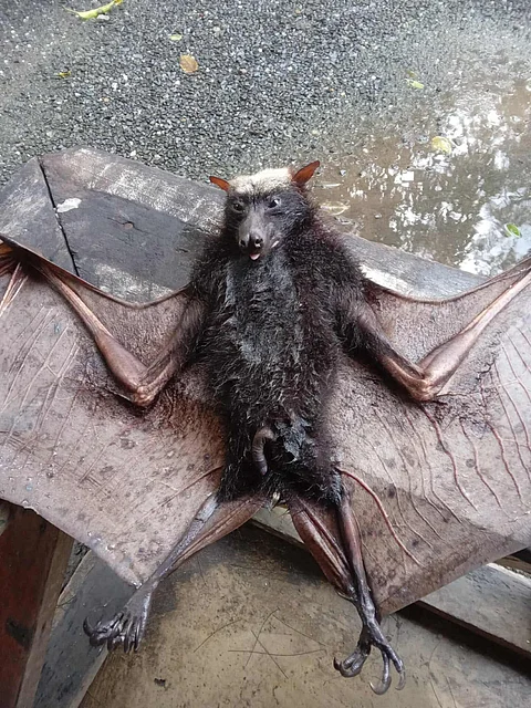 The large fruit bat that caused electricity outage in Sitio Coto, Masinloc.