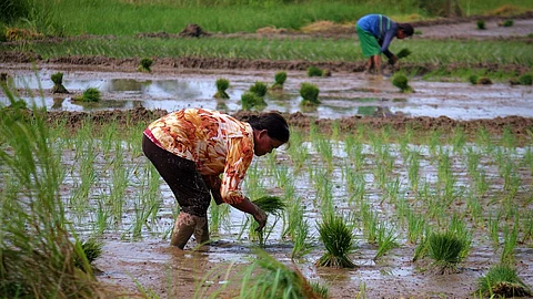 DA pushes for rice import suspension