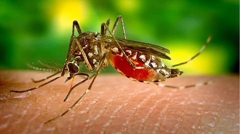 Benguet residents urged: Beware of dengue
