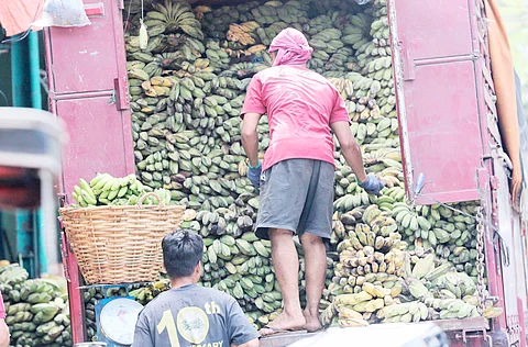 A porter unloads a truck full of saba bananas at the Kamias Market in Quezon City. Also known as ‘Cardaba,’ the saba banana is one of the most versatile banana varieties in the Philippines, perfect for both desserts and savory dishes. Like other bananas, it’s rich in potassium, a natural vasodilator.