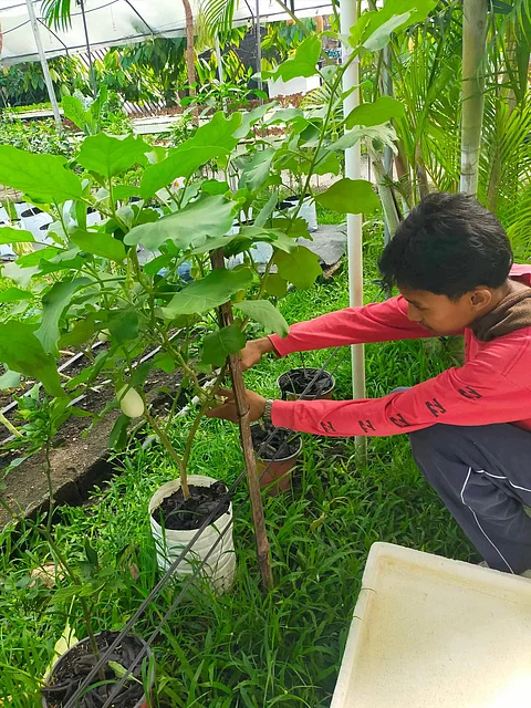 (Photo courtesy of OrganiKian Urban Farm)