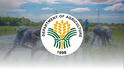 Bountiful rice harvest seen boosting rural sector