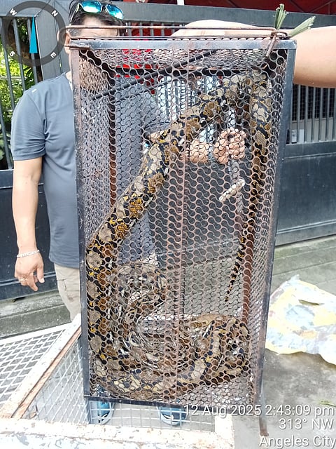 The animal rescue team from the City Environment and Natural Resources Office (CENRO) and the City Veterinary Office (CVO) rescued two snakes in two separate areas in this city on August 13, 2025.