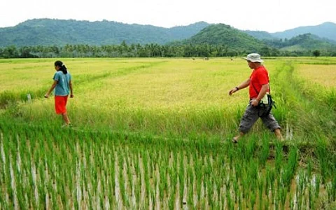 Palay prices start to climb as rice import suspension nears