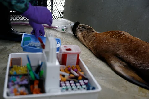 A California sea lion suffering from the bacterial disease leptospirosis lies in an enclosure at the Marine Mammal Center on August 14, 2025 in Sausalito, California. The Marine Mammal Center is seeing an unprecedented surge of sick California sea lions, a vast majority infected with leptospirosis, a disease that can cause irreversible kidney damage. The Marine Mammal Center has seen over 100 sea lions with leptospirosis since July 1, and nearly two-thirds have not survived.
