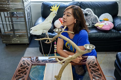 SHARON Kwok Pong, founder of the Hong Kong Parrot Rescue, interacting with ‘Winnie’, a rescued yellow-crested cockatoo, in Hong Kong. Above the teeming shopping streets of Hong Kong’s Causeway Bay district, a fight to save one of the world’s most endangered species is unfolding high in the branches of a decades-old cotton tree. Nestled among its sprawling boughs is a nest box designed for the yellow-crested cockatoo, of which only 1,200 to 2,000 remain in the world.