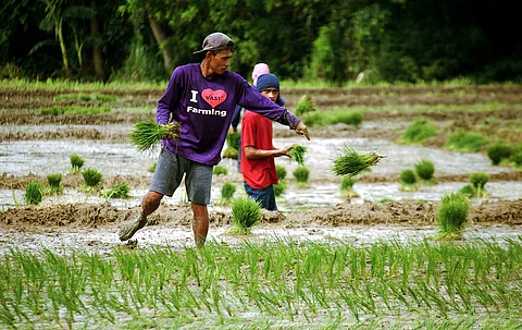 A farmer readies his rice seedlings for the wet season planting.