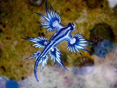 Popular beach in Spain closes after deadly 'blue dragon' found