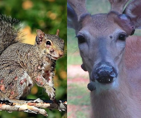 Are zombies real? Fear arises as sores and blistered squirrels and deers were spotted across United States.