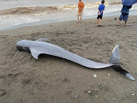 A pilot whale is seen stranded at the shores of Barangay Poblacion in Sebaste, Antique on August 27, 2025.
