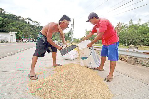 WORKERS transfer sun-dried palay at a roadside in Morong, Bataan.