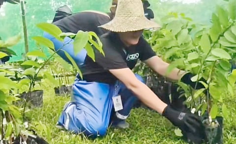 FIRST batch of 2,500 saplings of fruit-bearing and forest trees are conditioned at the Greenhouse Satellite Nursery for planting in Pangil, Laguna.