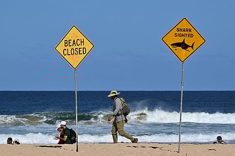 ‘Large shark’ kills man off Sydney beach