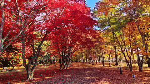 Kosetsuen Garden