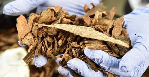 BoC nets smuggled agarwood