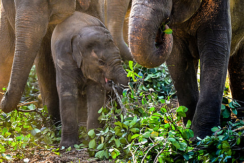(FILES) Elephants eat jackfruit leaves at the Pinnawala Elephant Orphanage in Pinnawala on February 16, 2025. Sri Lanka's High Court sentenced an elephant keeper to 15 years in prison on September 19, in a landmark case involving trafficking of wildlife protected by strict environmental laws. The three-judge court in Colombo found Niraj Roshan guilty on two counts of keeping a stolen baby elephant and falsifying records to show he had obtained it legitimately.