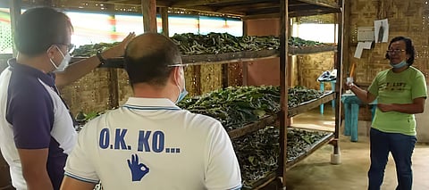 FROM leaf to loom — A silkworm farm in Misamis Oriental showcases the province’s growing sericulture industry, where silk production is being nurtured as a sustainable livelihood.
