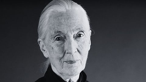World-renowned chimpanzee expert Jane Goodall dies at 91