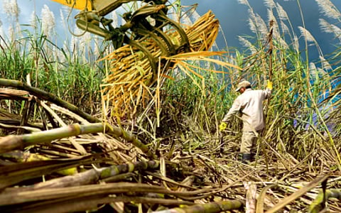 Molasses, a dark syrup derived from sugar cane, is used for animal feed, ethanol and sweetening. Most local molasses goes to ethanol producers, helping oil companies meet the biofuel law’s requirement for locally made ethanol in gasoline.