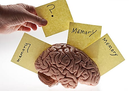 More research says the human brain’s memory capacity in the average adult can store trillions of bytes of information.