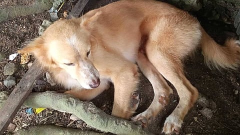 Super dog Luke, the hero aspin (asong Pinoy), used his pooch sense to put his masters away from harm during the devastating earthquake that hit Cebu City on 30 September.