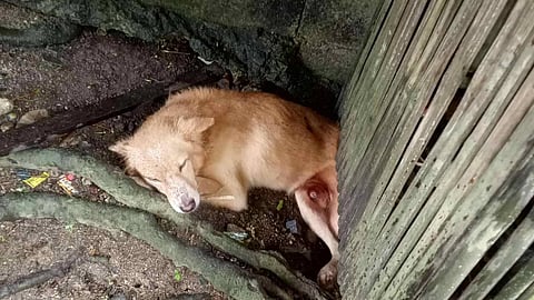 Man's best friend Luke saves family from being crushed by their house in Cebu.