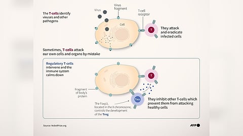 REGULATORY T-cells (Treg) play the role of ‘security guards’ of the immune system by preventing other immune cells from mistakenly attacking our own body.