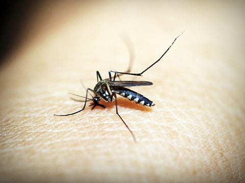 QC sees dengue cases hike anew