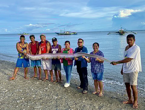 An oarfish was found on the shores of Barangay Dalahican, in the town of Roxas, Oriental Mindoro on October 14, 2025.