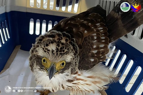 A rescued juvenile Philippine Serpent Eagle (𝘚𝘱𝘪𝘭𝘰𝘳𝘯𝘪𝘴 𝘩𝘰𝘭𝘰𝘴𝘱𝘪𝘭𝘶𝘴) was released back into its natural habitat on October 14, 2025.