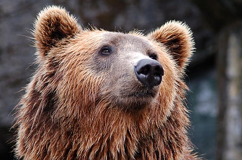 Bear kills 58-year-old woman