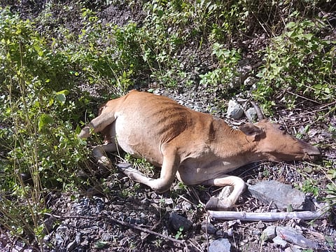 Our animals are dying. A resident of Itogon, Benguet posted a picture of a cow which he claimed poisoned after drinking water from the river which he said was contaminated by the mine waste from the mining operations of Itogon Suyoc Resources Incorporated . | Aldwin Quitasol. Photo Courtesy of Epahak boy.